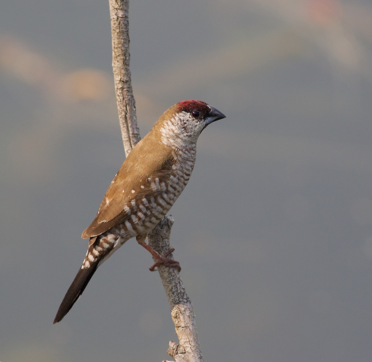 Plum-headed Finch - Liam Murphy