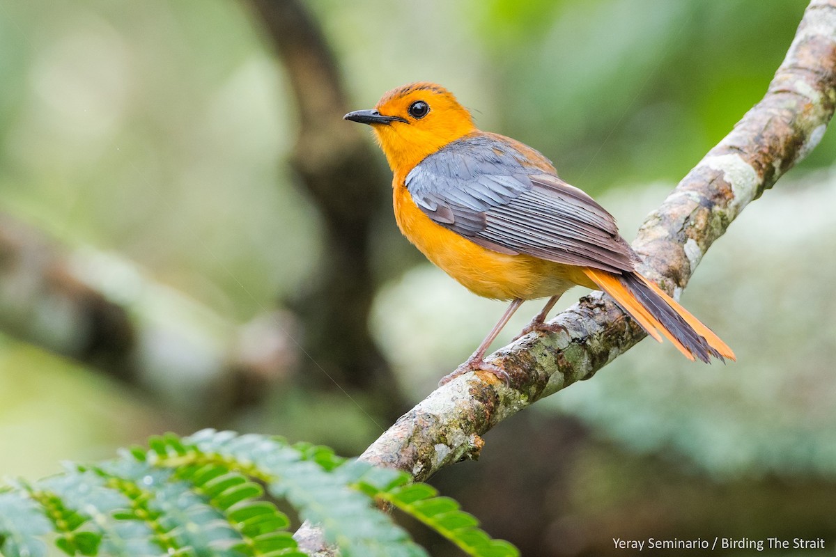 Red-capped Robin-Chat - Yeray Seminario