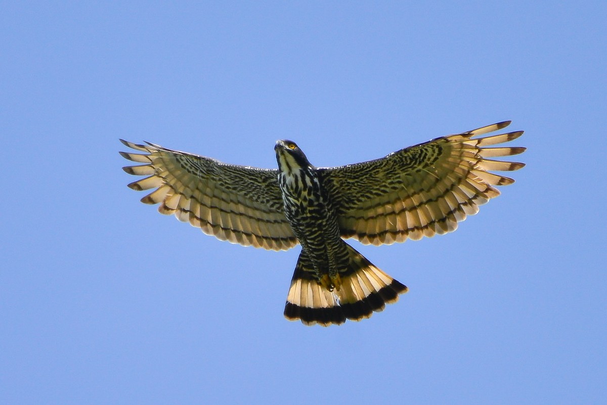 Águila de Indonesia - ML188993721