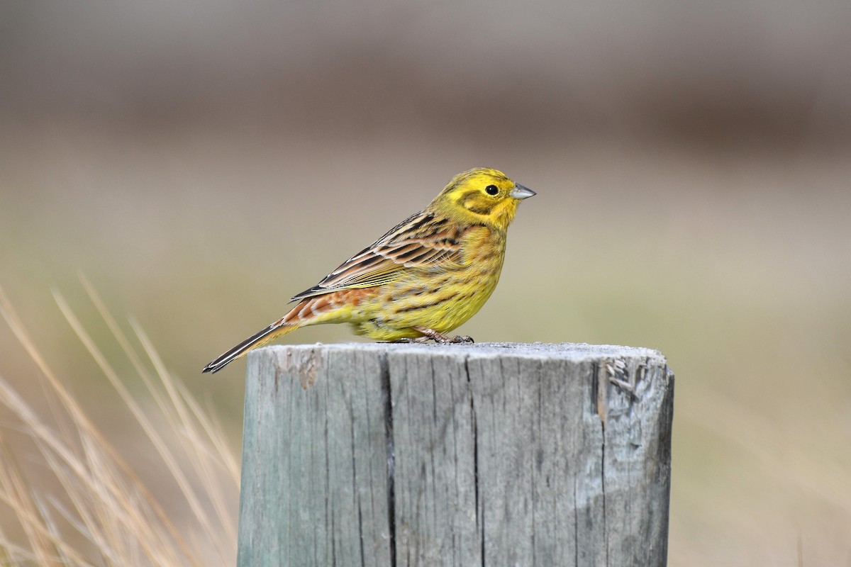 Yellowhammer - ML188994061