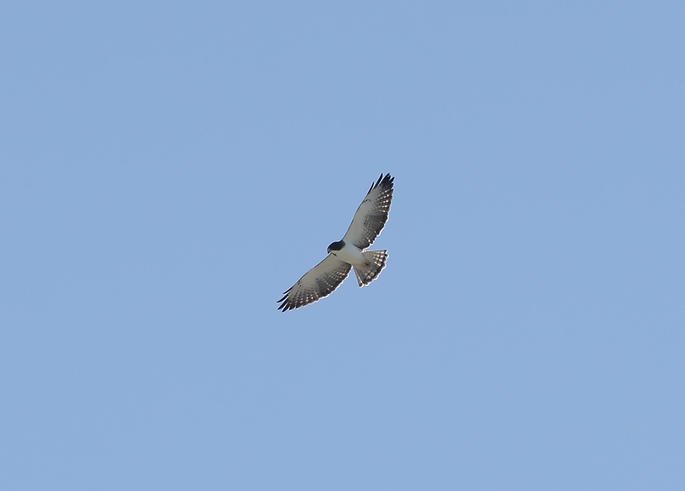 Short-tailed Hawk - Jonathan Lethbridge