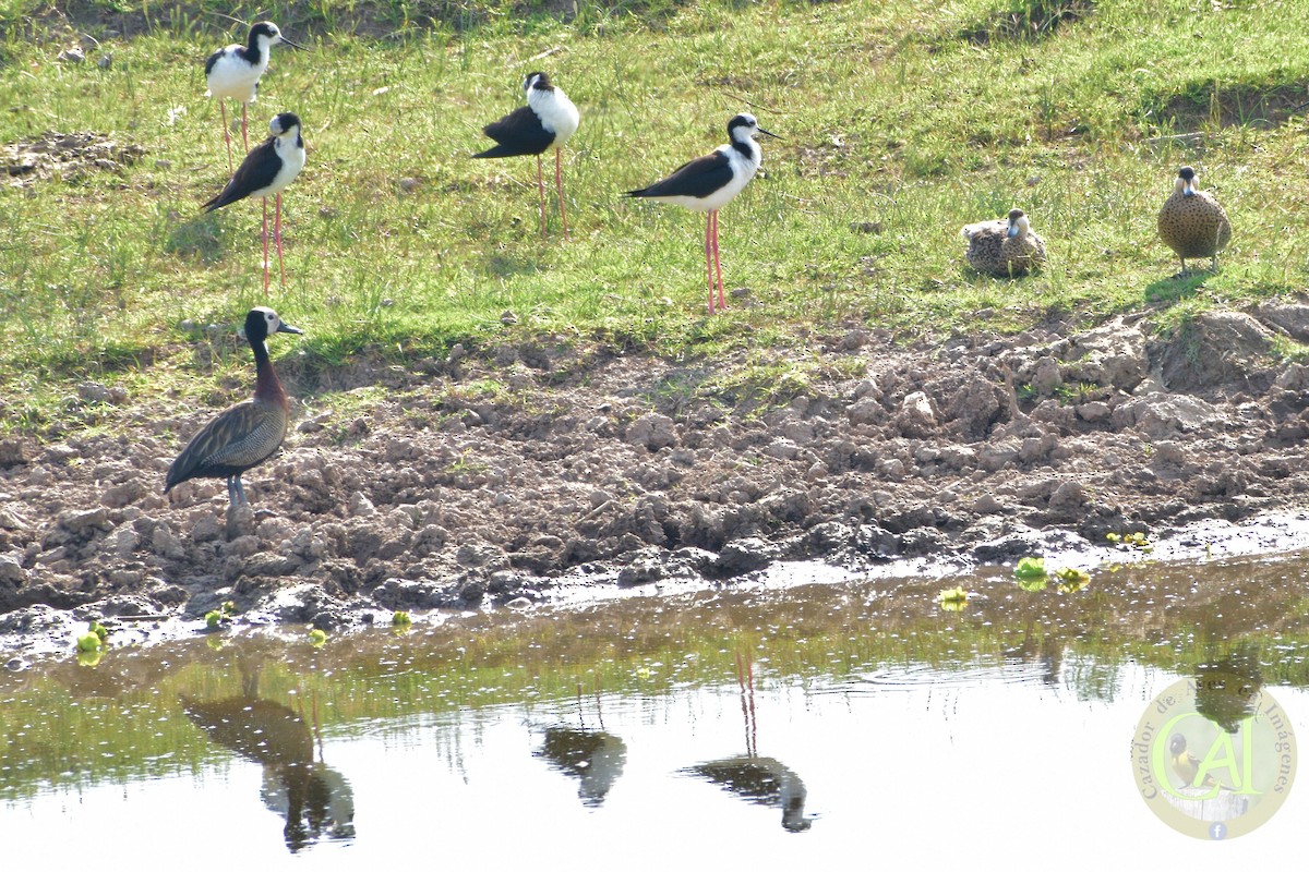 Black-necked Stilt - ML188995711