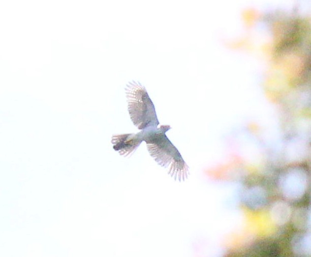 Henst's Goshawk - ML188996541