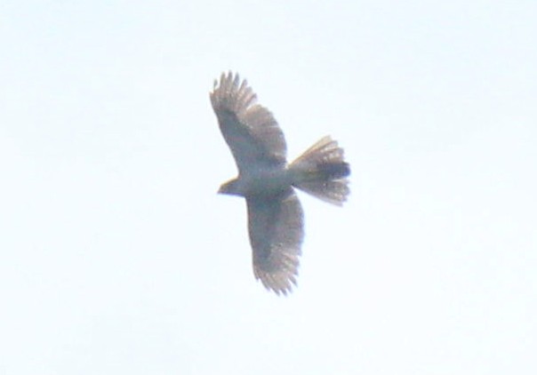 jestřáb madagaskarský - ML188996551