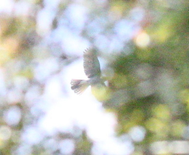 Henst's Goshawk - ML188996571