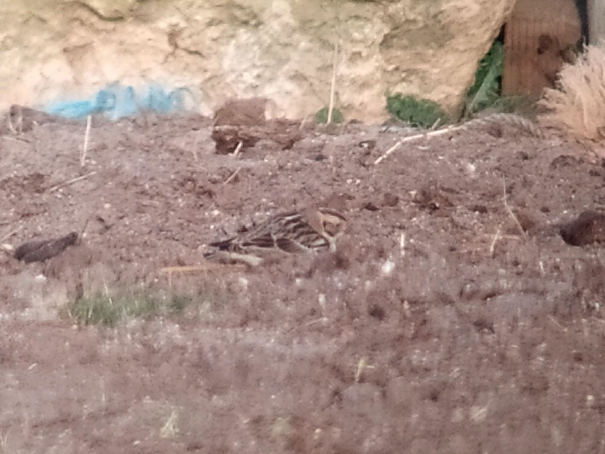 Lapland Longspur - ML188997181