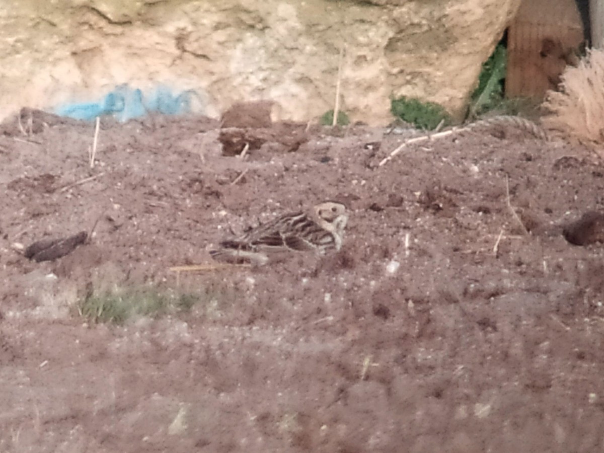 Lapland Longspur - ML188997191