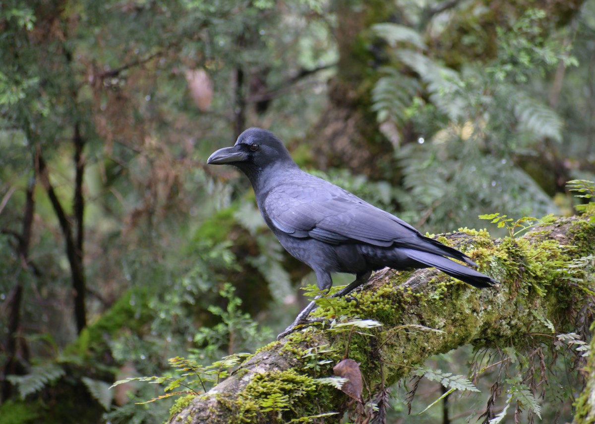 Large-billed Crow (Indian Jungle) - ML188998821