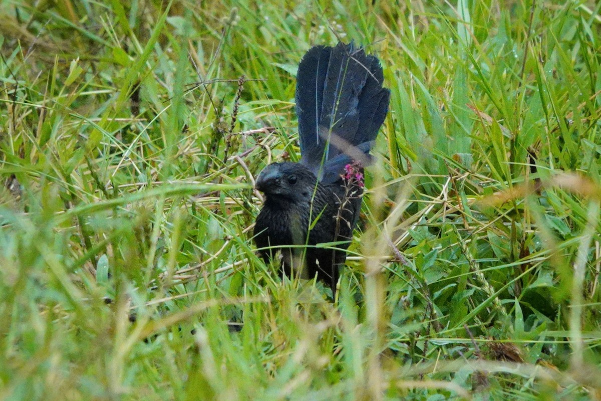 Smooth-billed Ani - ML188999751