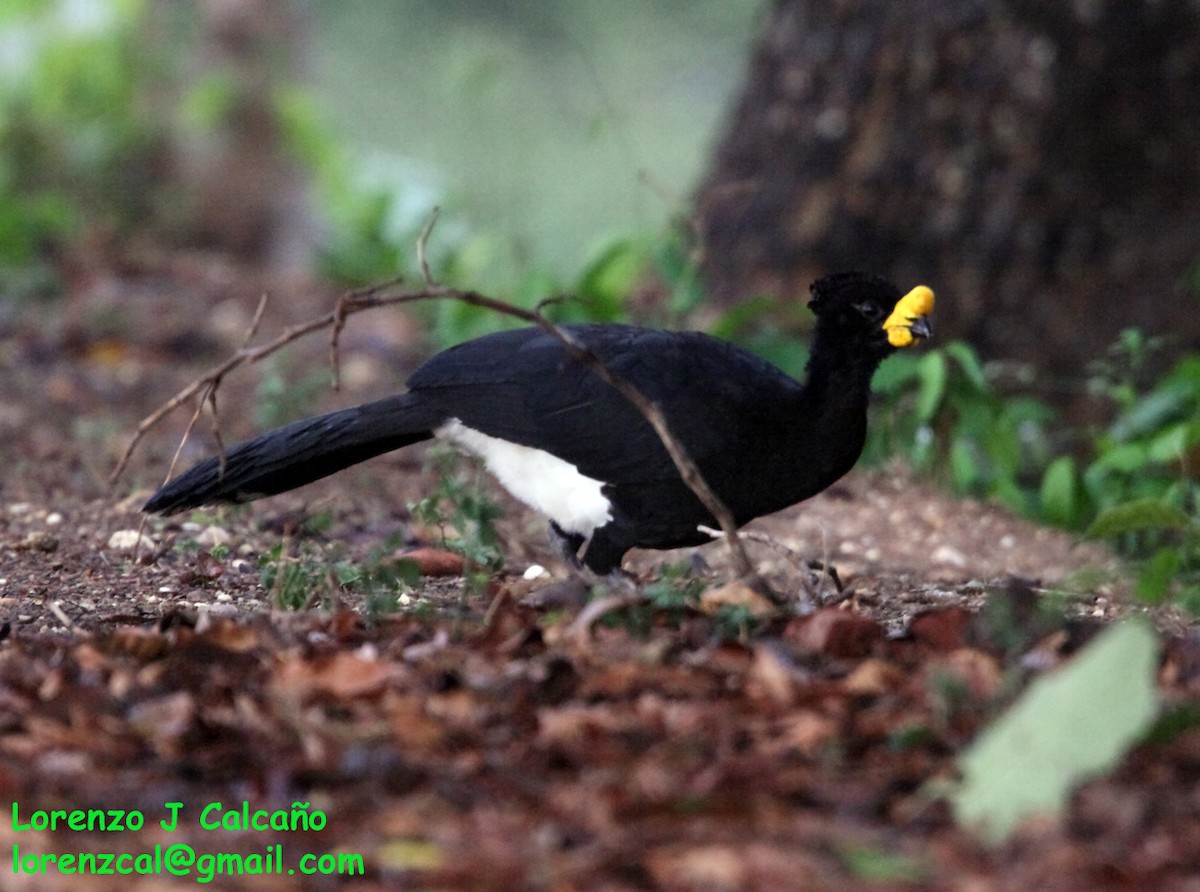 Yellow-knobbed Curassow - ML189000571