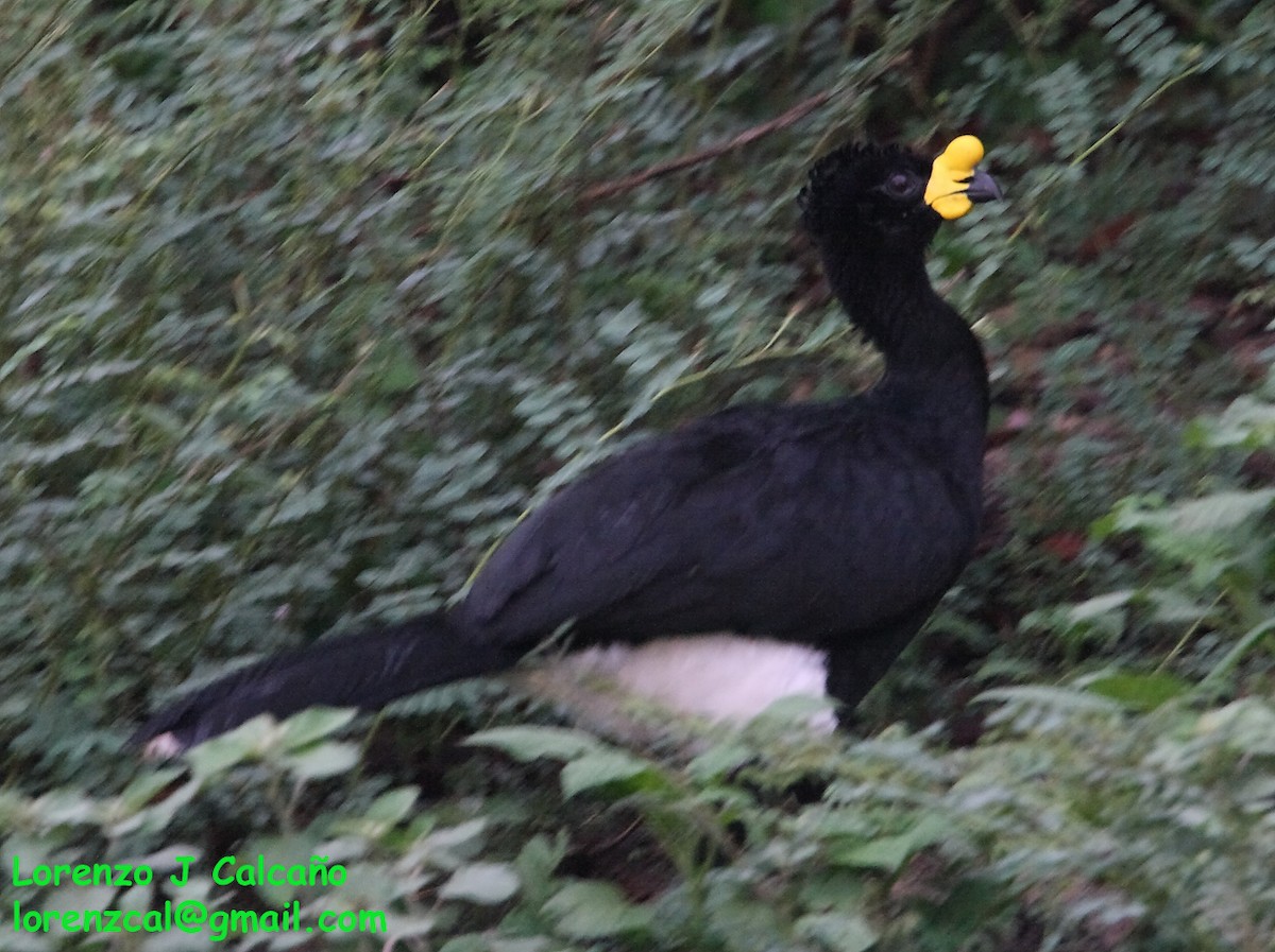 Yellow-knobbed Curassow - Lorenzo Calcaño