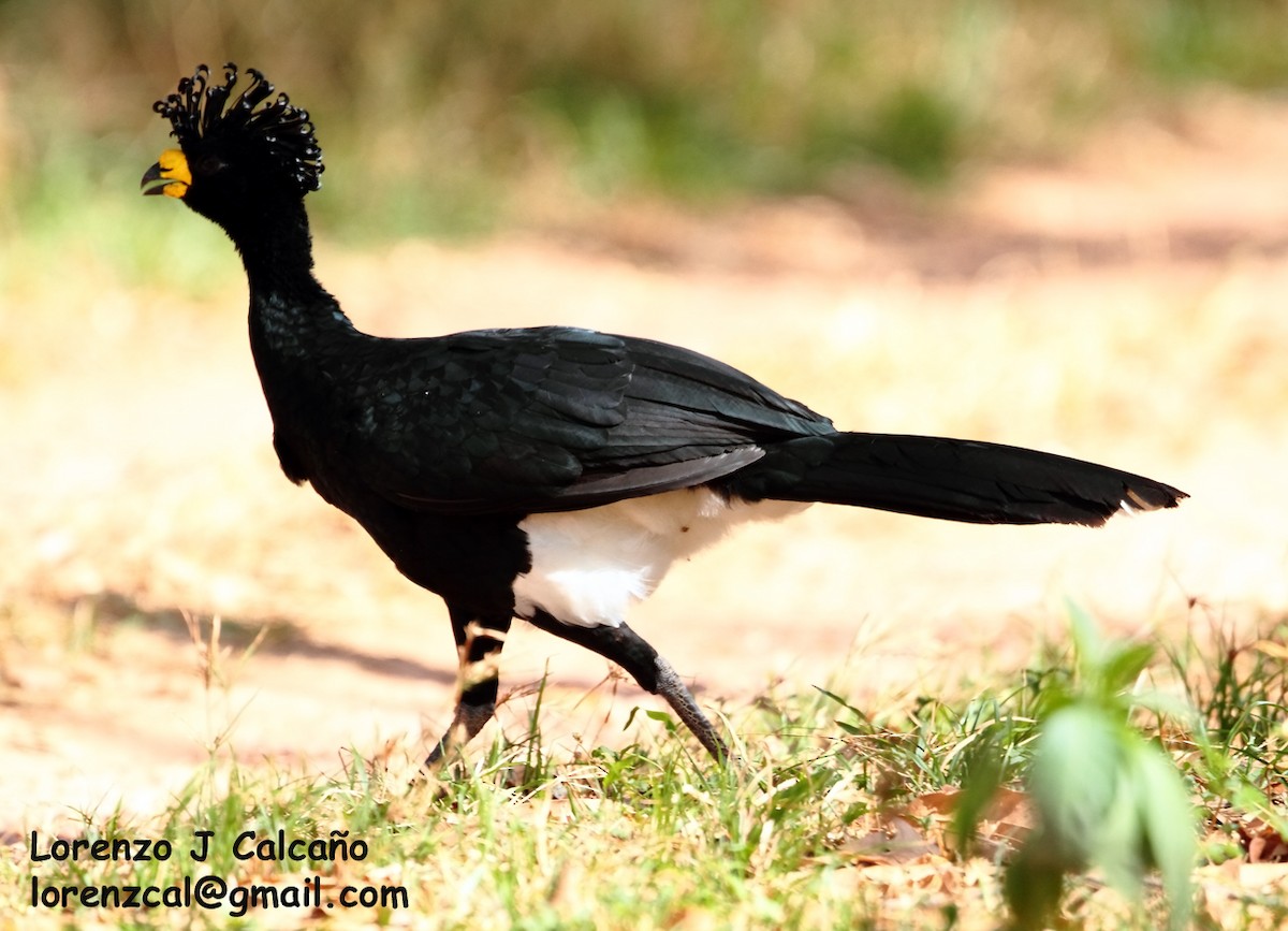 Yellow-knobbed Curassow - Lorenzo Calcaño