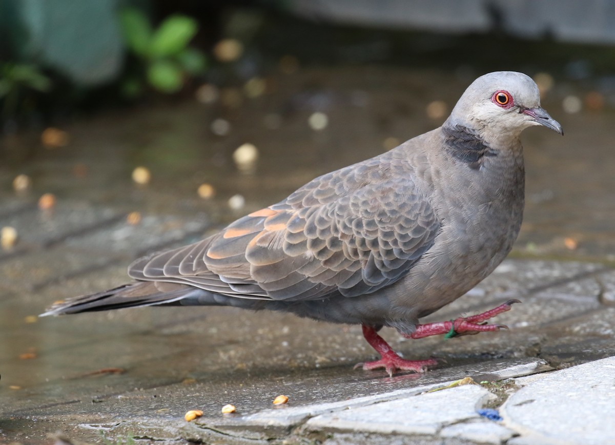 Dusky Turtle-Dove - ML189003241