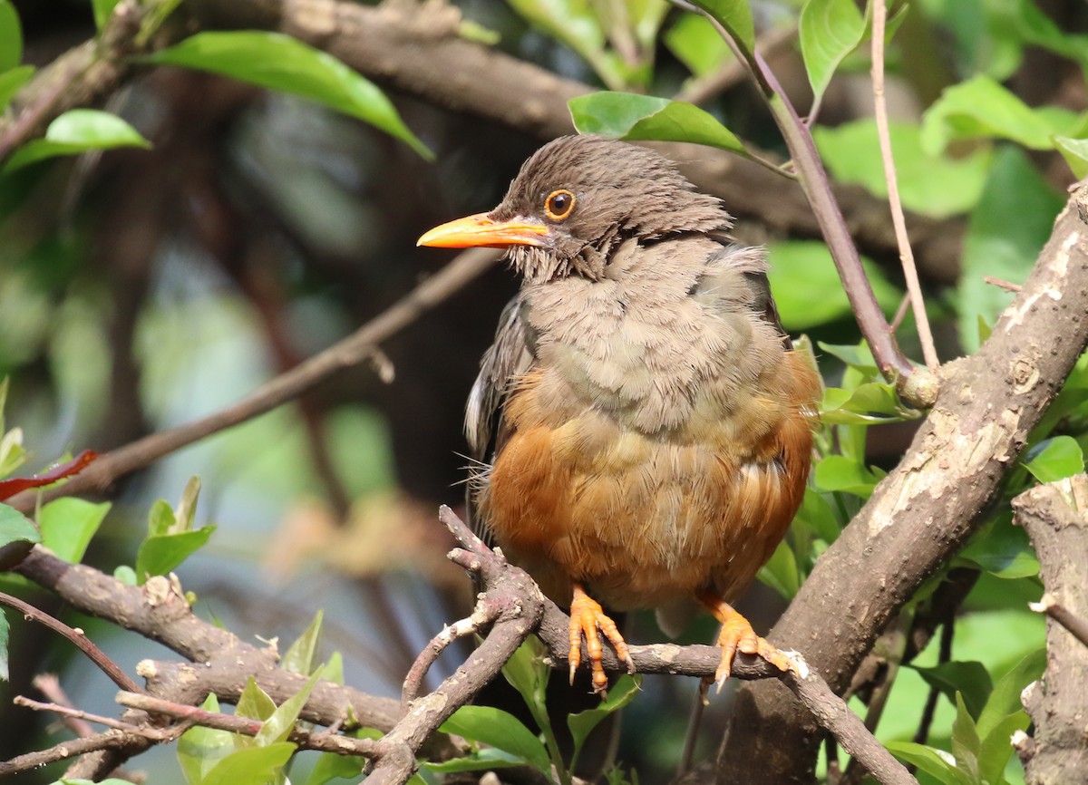 Abyssinian Thrush - ML189003281