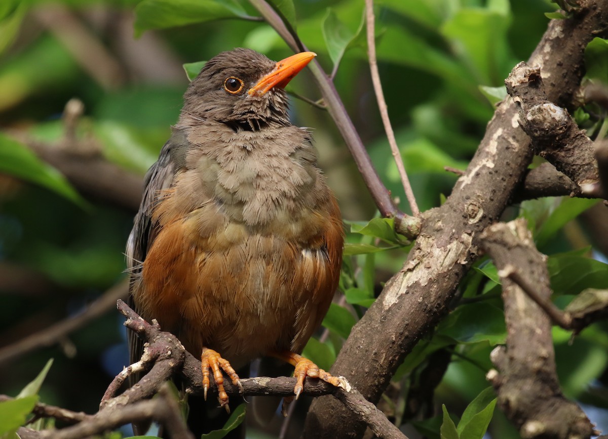 Abyssinian Thrush - ML189003341