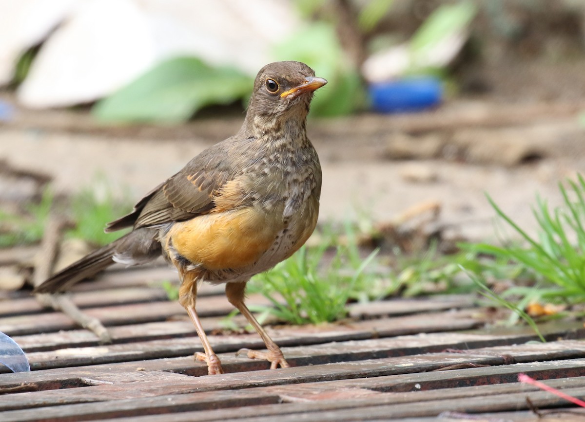 Abyssinian Thrush - ML189003351