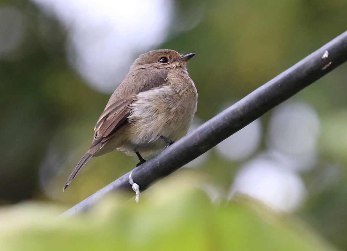 African Dusky Flycatcher - ML189003371