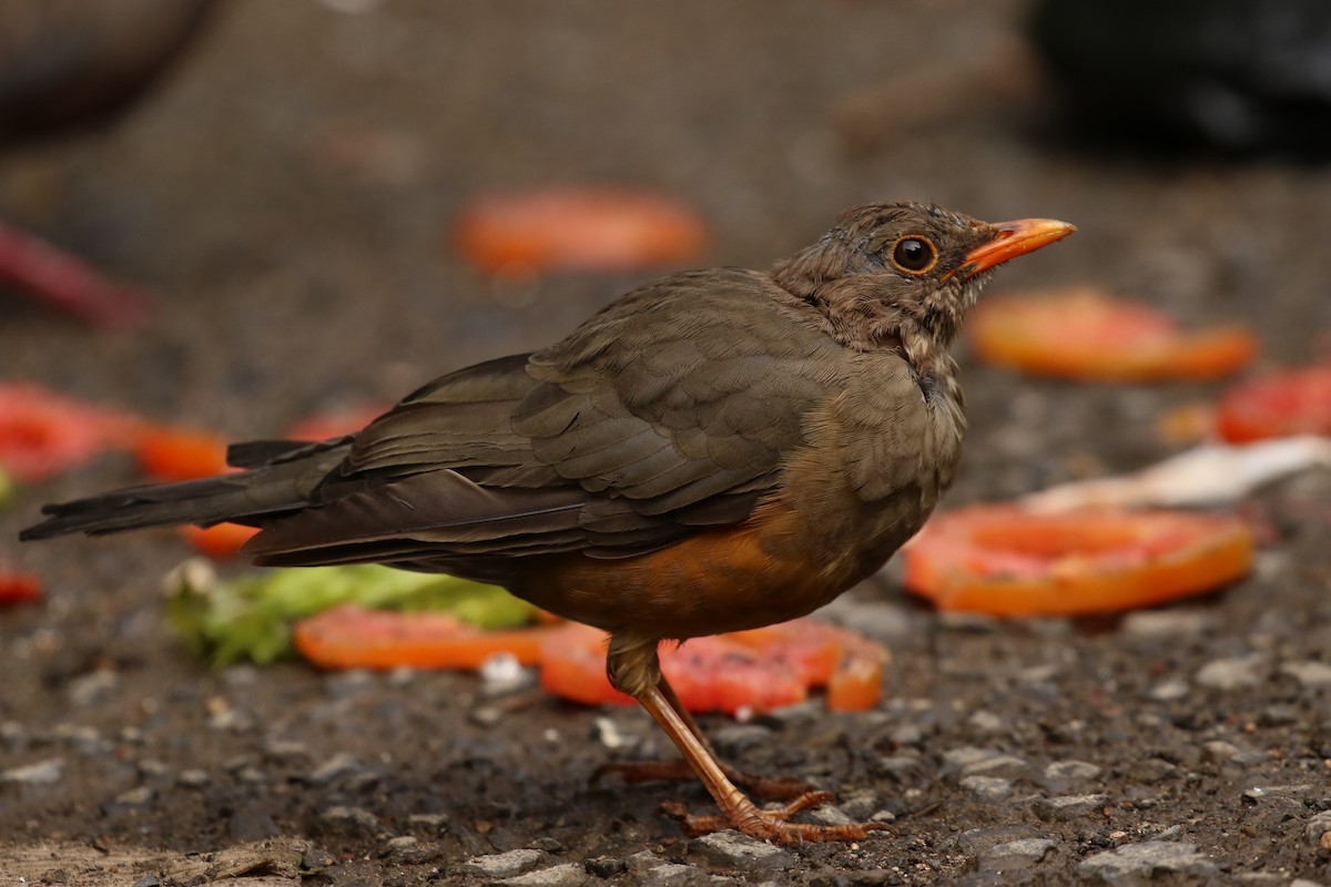 Abyssinian Thrush - ML189003401