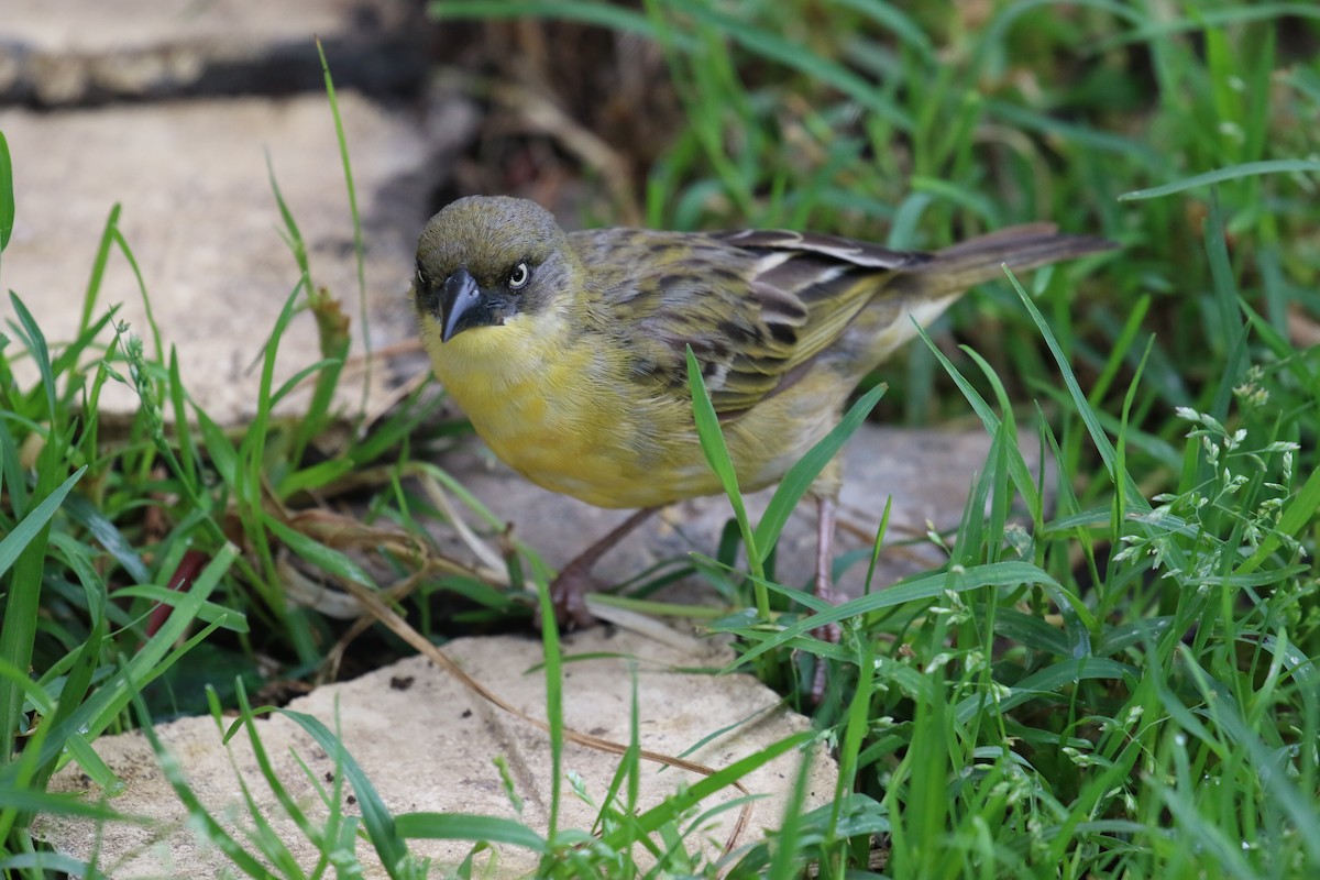 Baglafecht Weaver - ML189003431