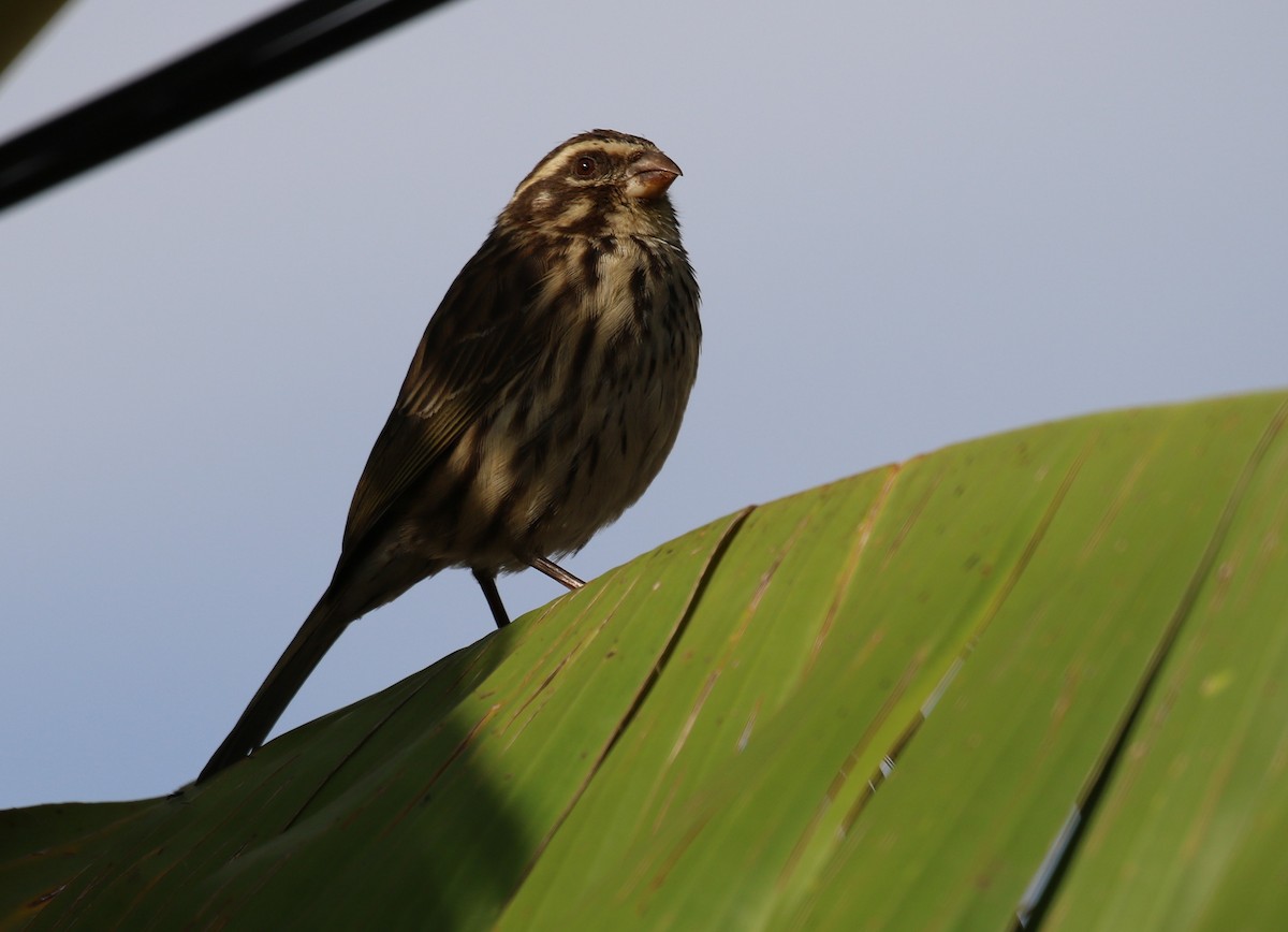 Streaky Seedeater - ML189003451