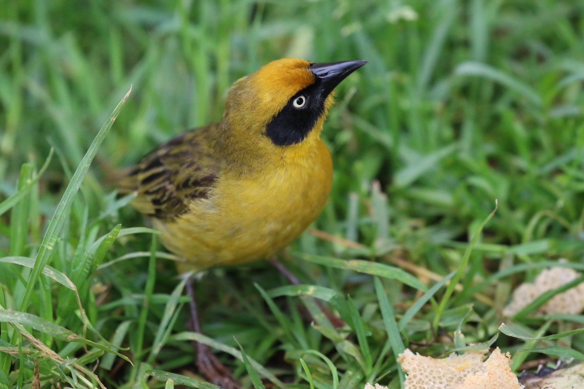 Baglafecht Weaver - ML189003461