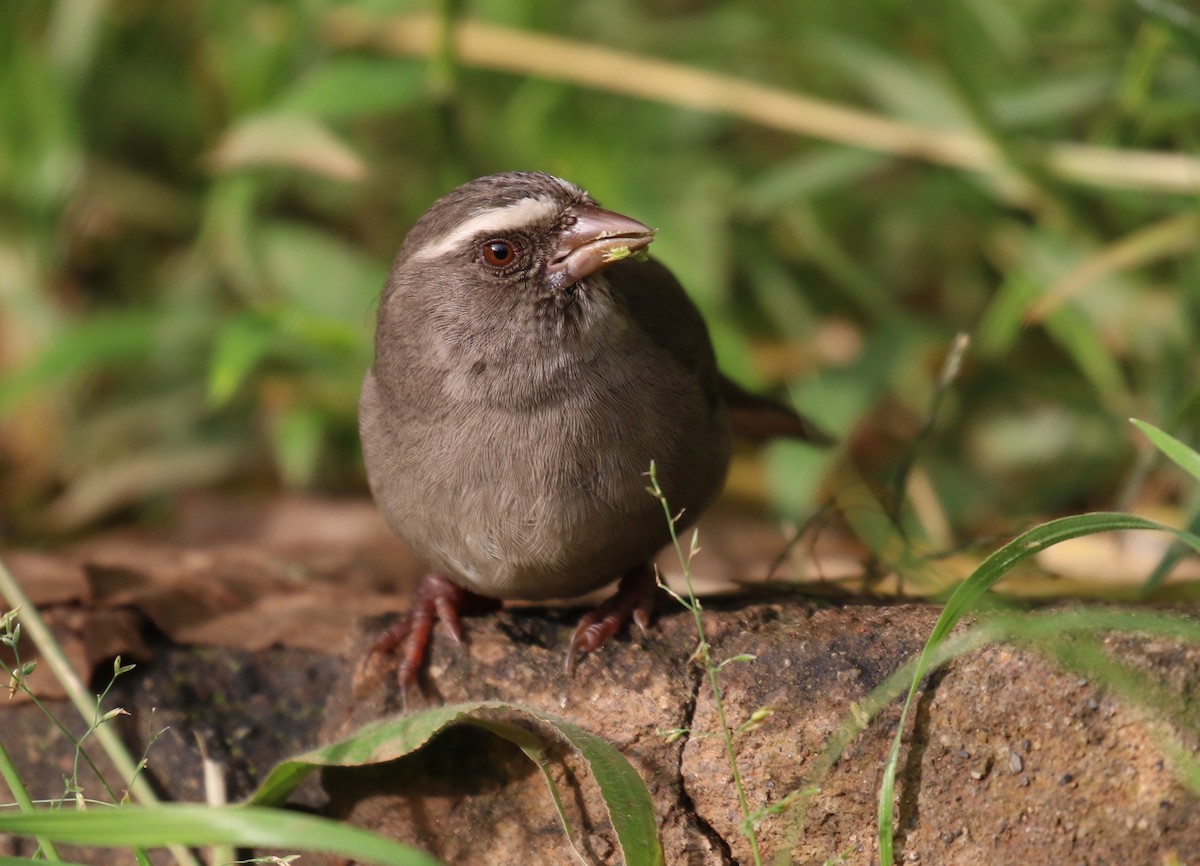 Brown-rumped Seedeater - ML189003501