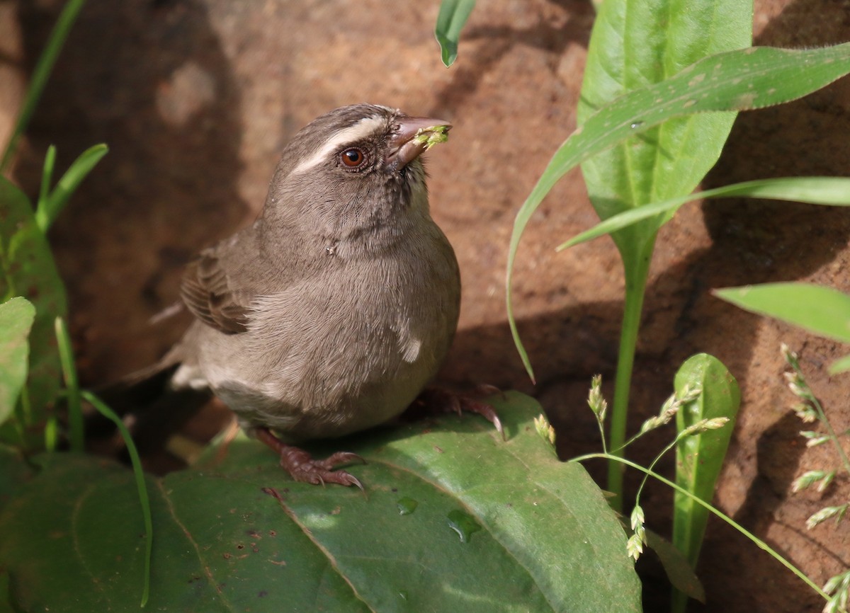 Brown-rumped Seedeater - ML189003521