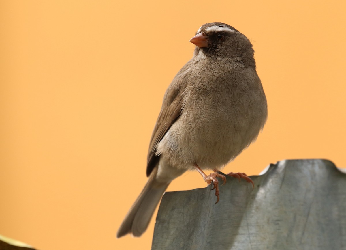 Brown-rumped Seedeater - ML189003531