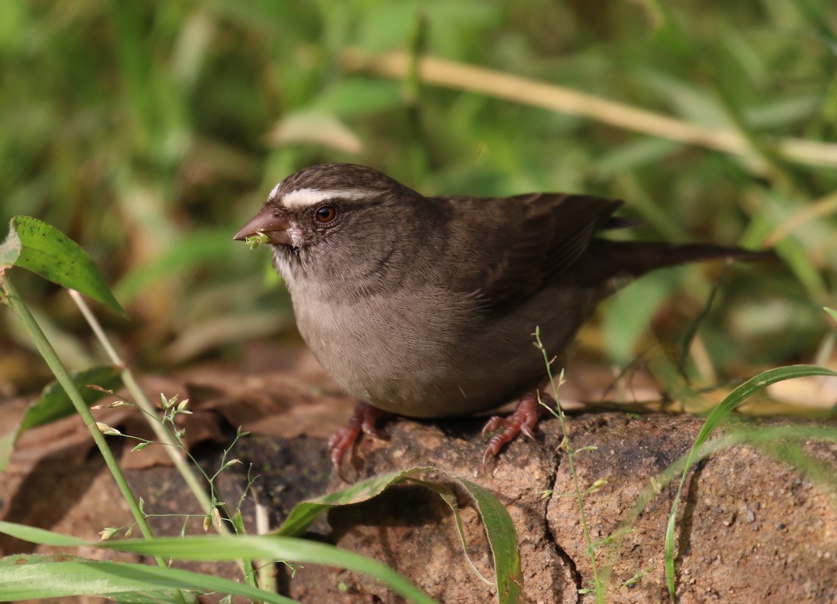 Brown-rumped Seedeater - ML189003541