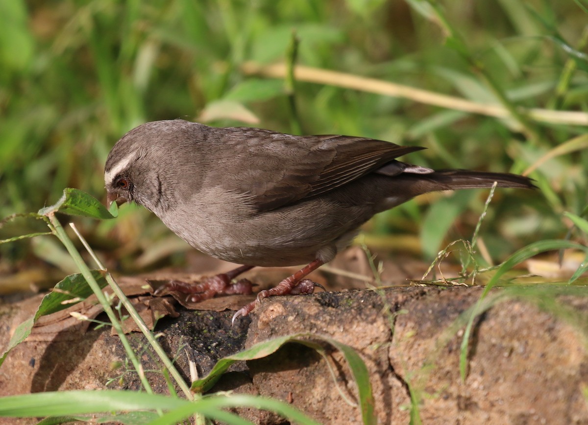 Brown-rumped Seedeater - ML189003561