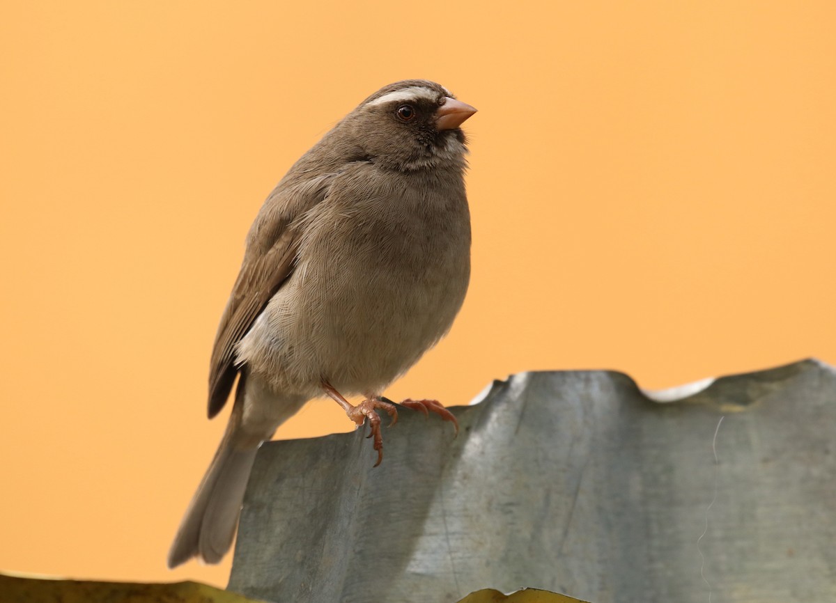 Brown-rumped Seedeater - ML189003601