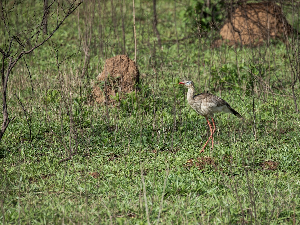 Red-legged Seriema - ML189004061