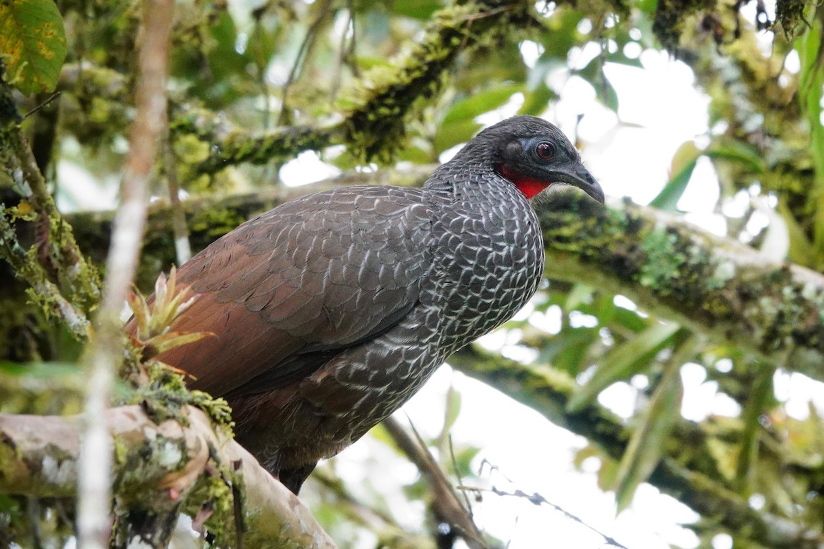 Cauca Guan - ML189004321