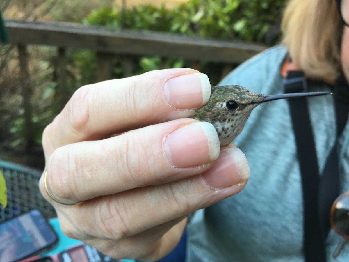 Rufous Hummingbird - ML189007561