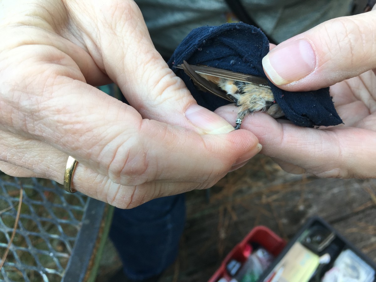 Rufous Hummingbird - ML189007581