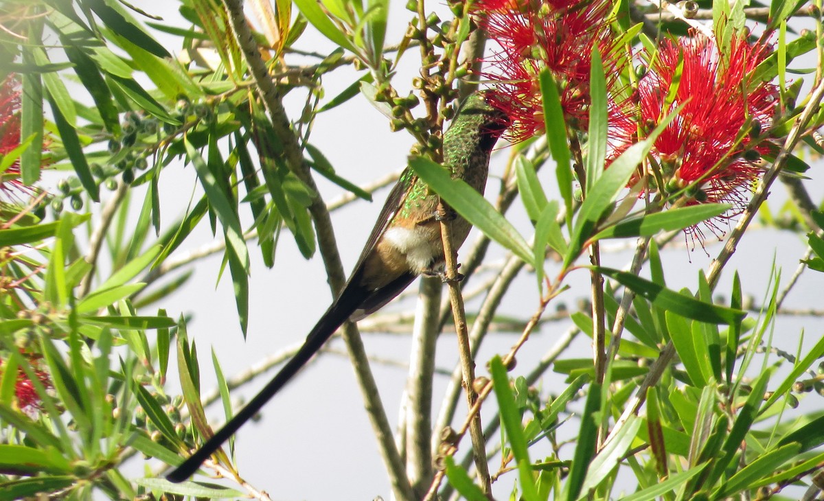 Black-tailed Trainbearer - ML189007671