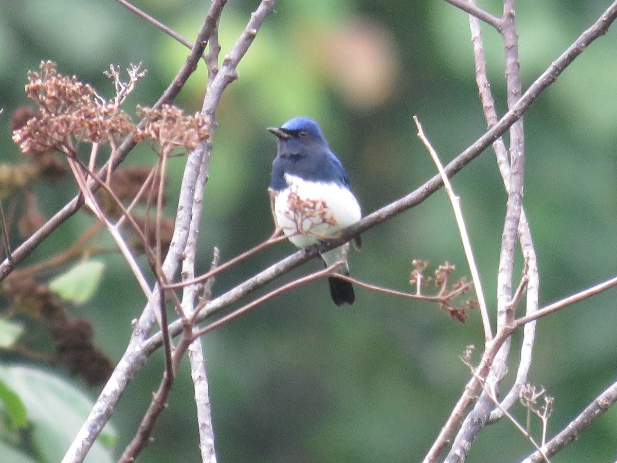 Blue-and-white Flycatcher - Felix Neponcio Servita