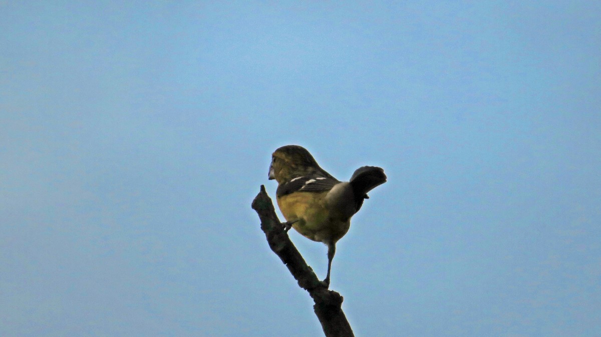 Golden Grosbeak - ML189007741