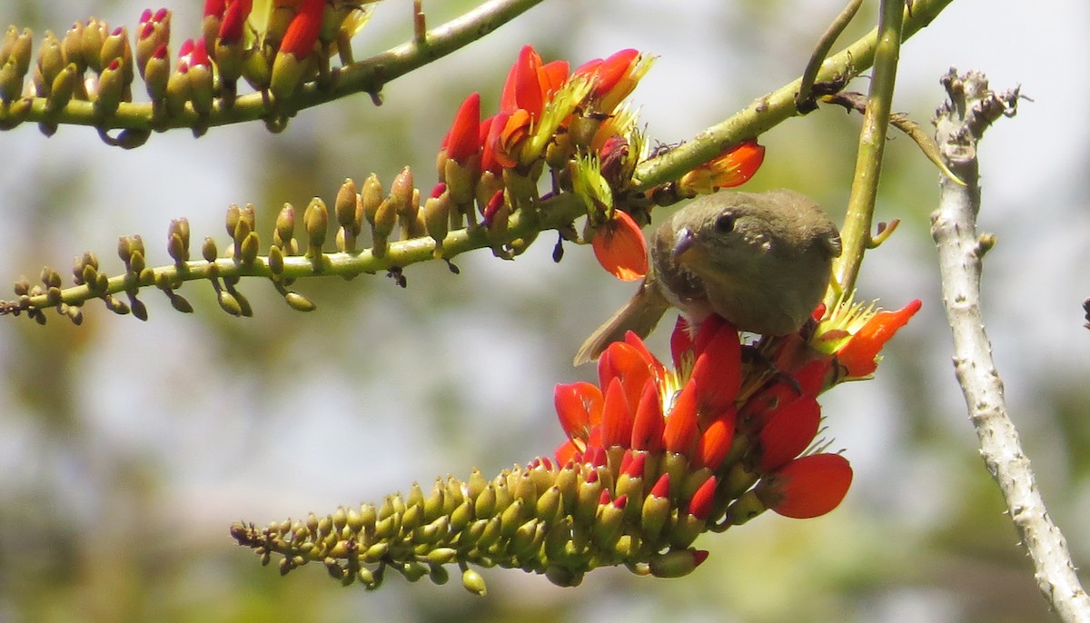 Dull-colored Grassquit - ML189007891