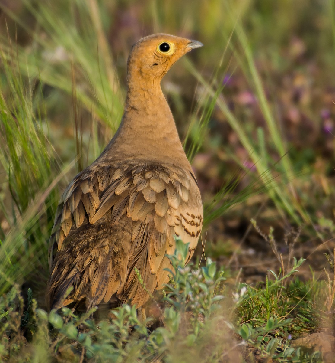 Chestnut-bellied Sandgrouse - ML189013941