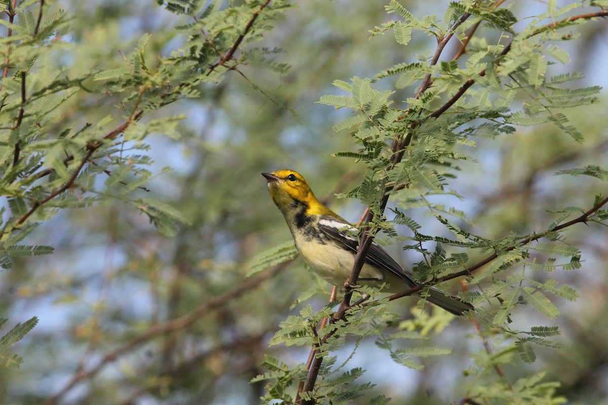 Black-throated Green Warbler - ML189015611