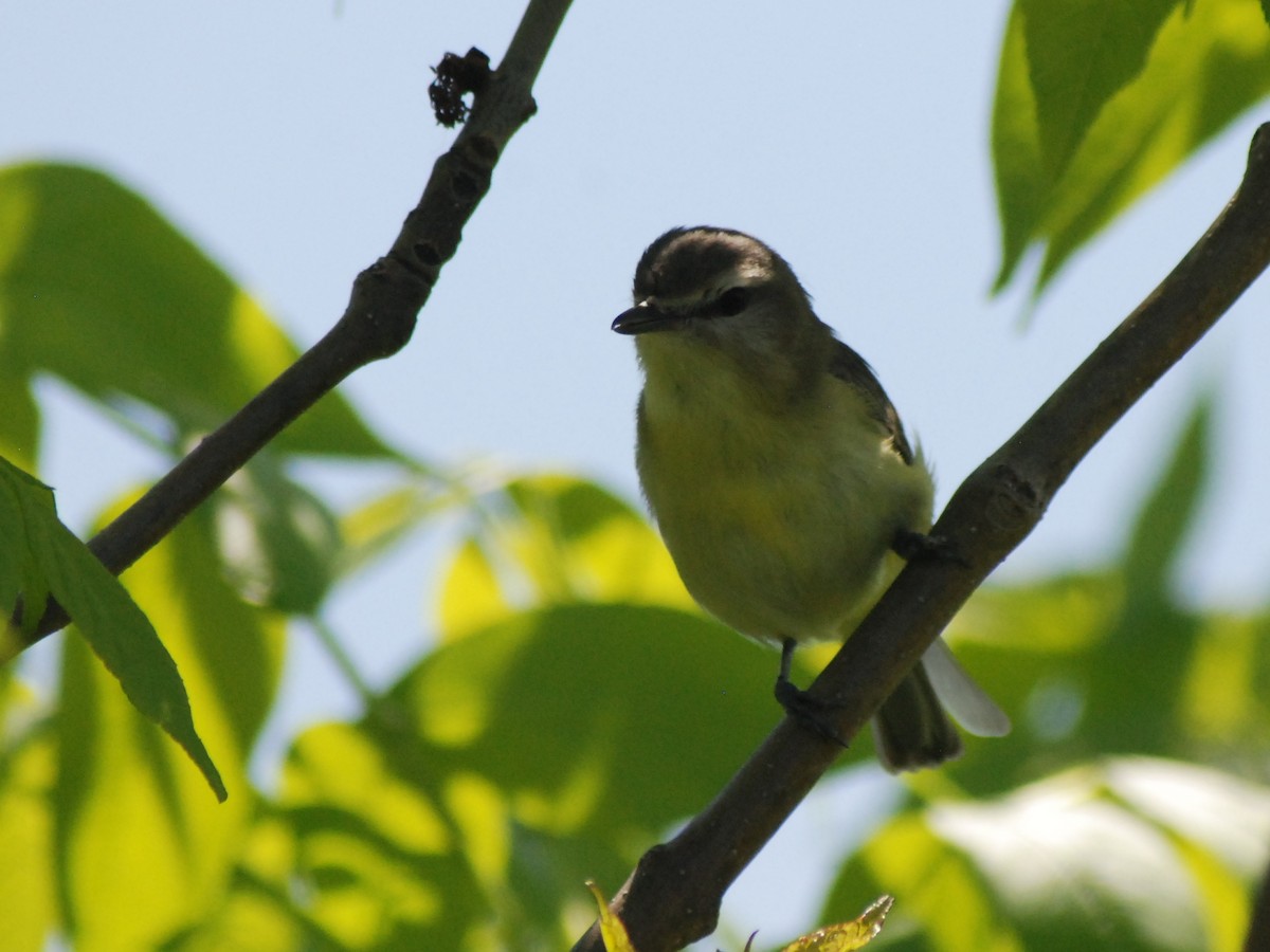 Philadelphia Vireo - ML189015641