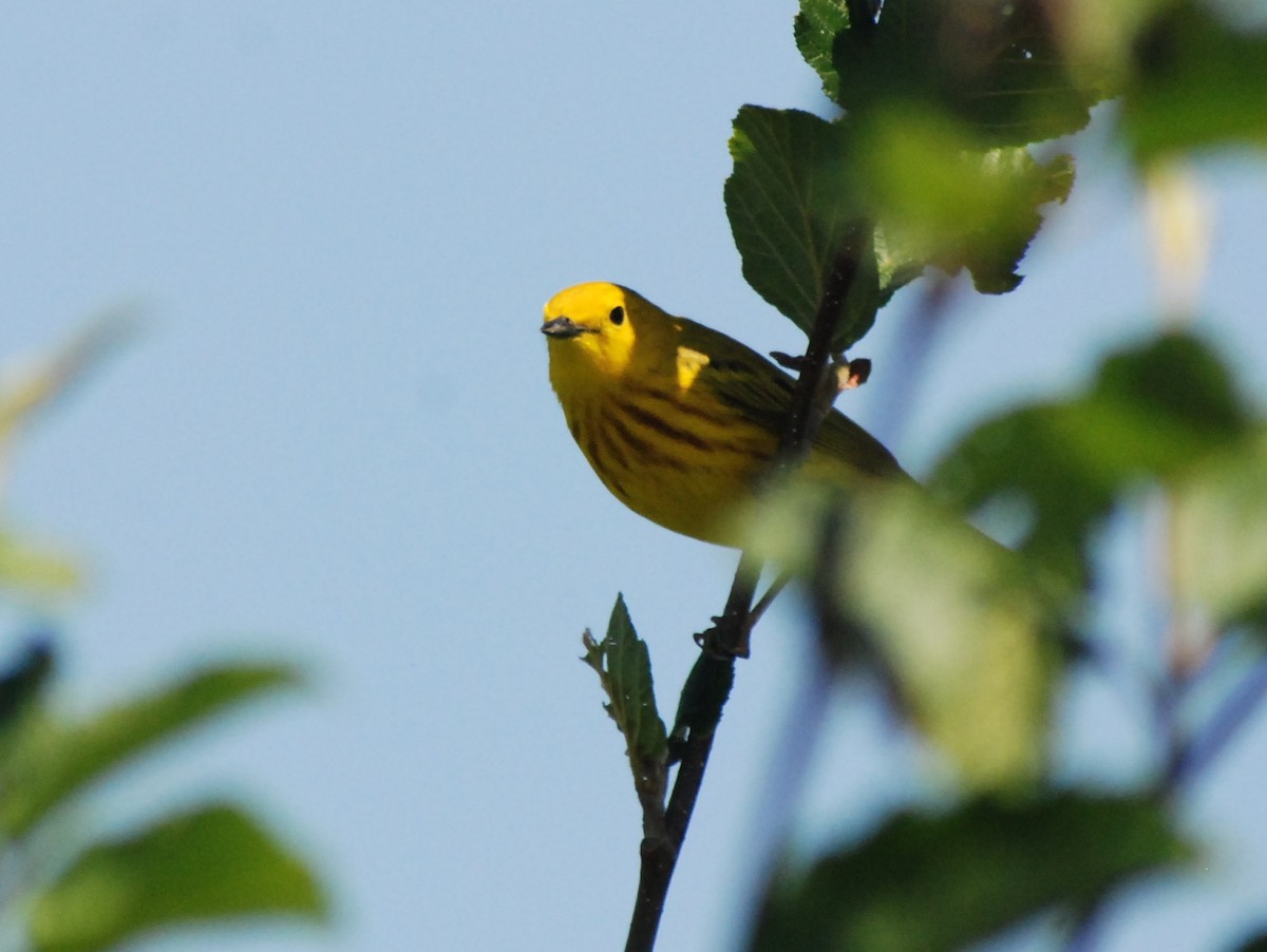 Yellow Warbler - ML189015651