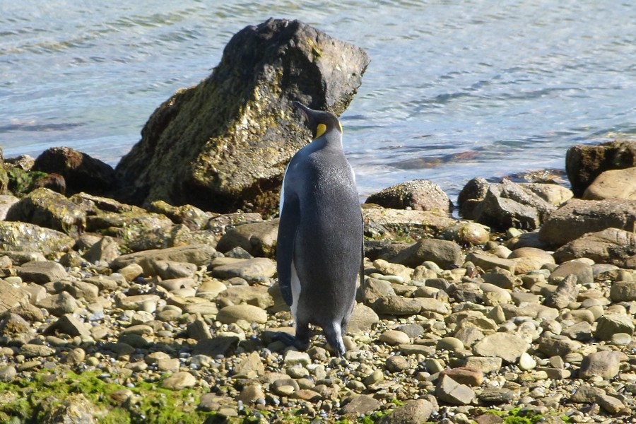tučňák patagonský - ML189017631