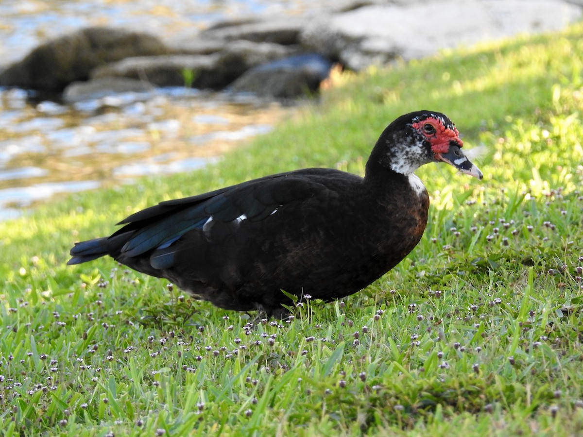 Muscovy Duck (Domestic type) - ML189018471
