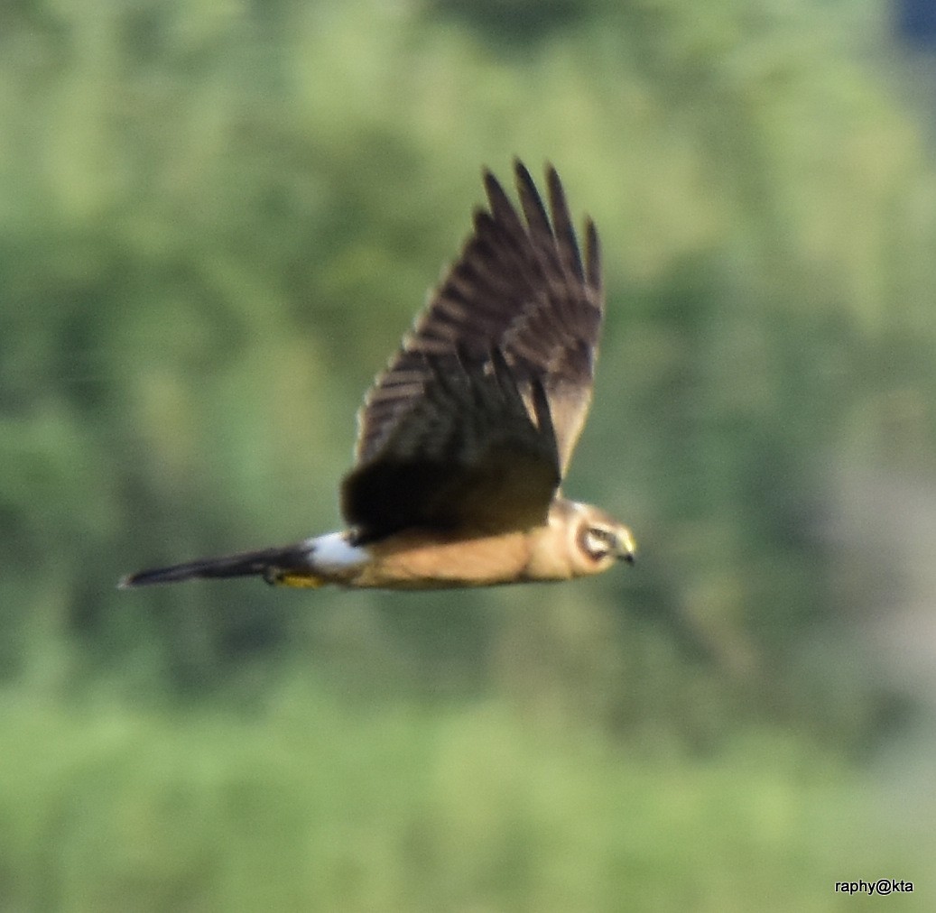 Montagu's Harrier - ML189018611