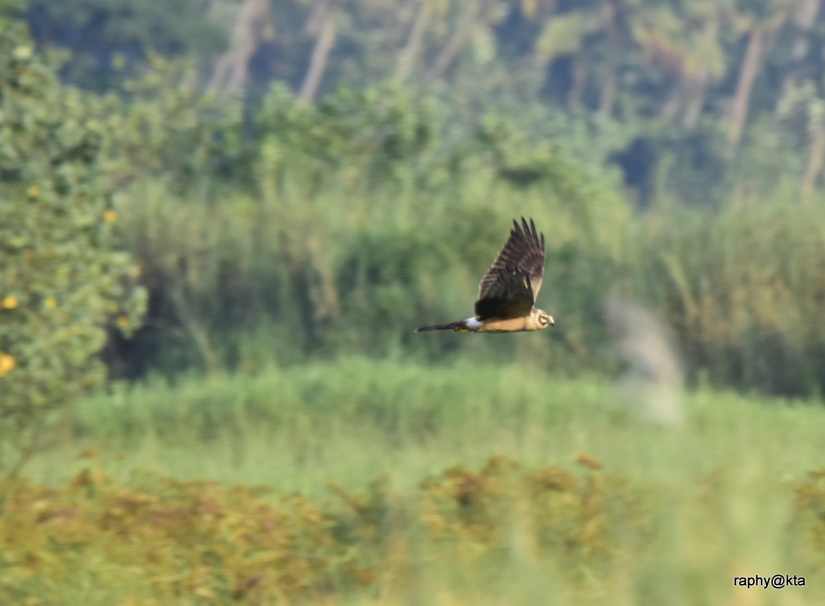 Montagu's Harrier - ML189018631