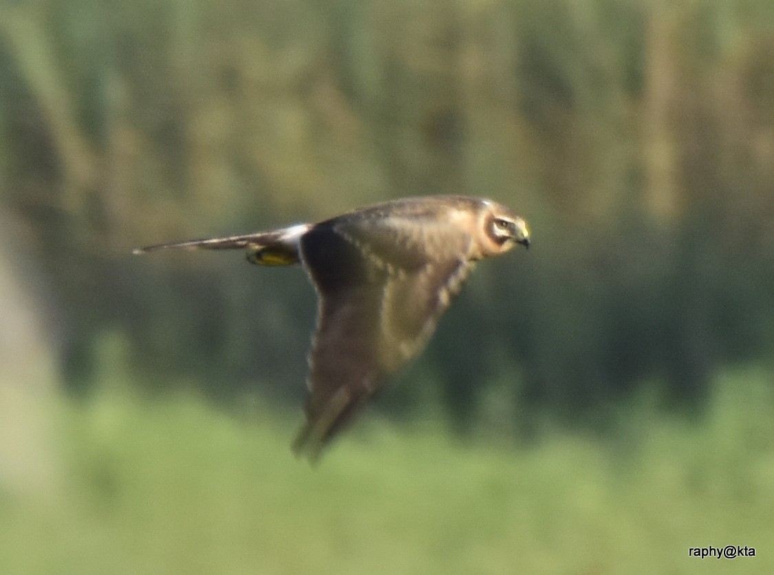 Montagu's Harrier - ML189018671