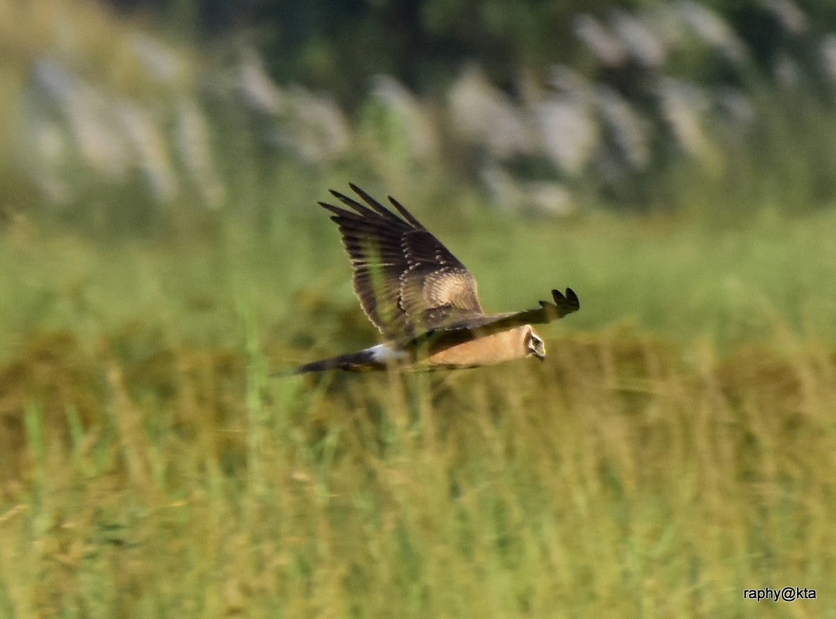Montagu's Harrier - ML189018701
