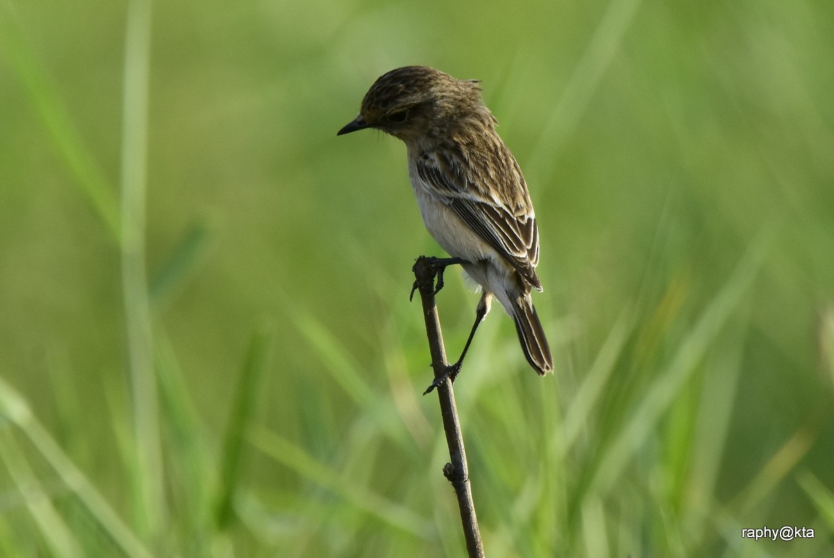 Siberian Stonechat - ML189018781